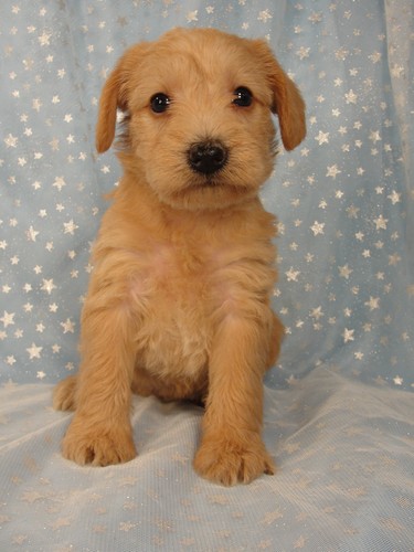 Female Schnoodle Puppy for sale #12 Born September 10, 2011